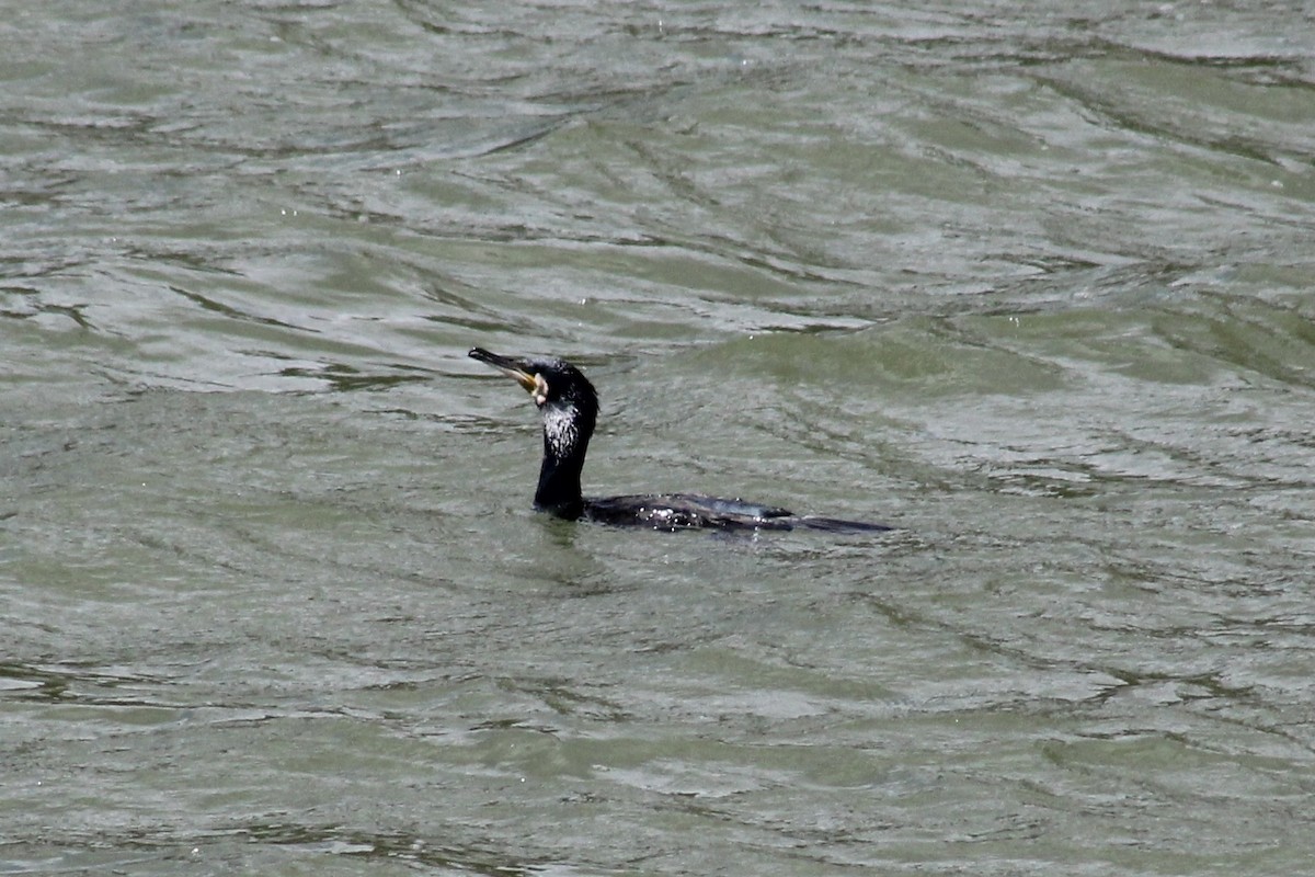 Great Cormorant - ML496221501