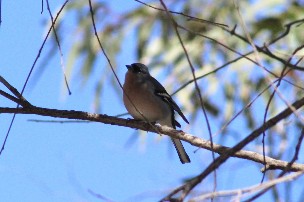 African Chaffinch (African) - ML496221671