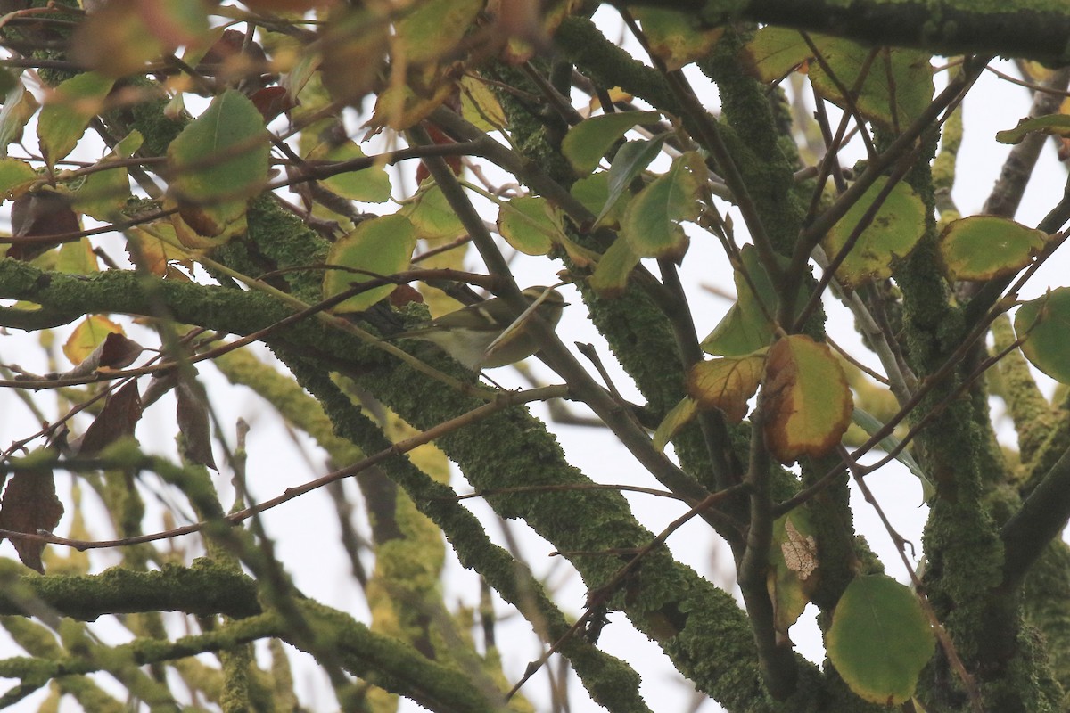 Pallas's Leaf Warbler - Ray Scally