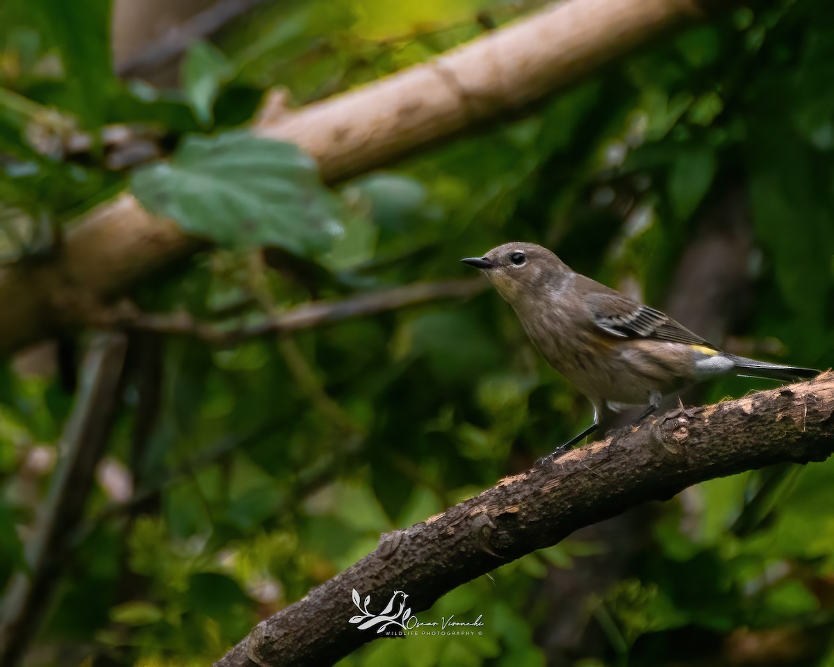 Yellow-rumped Warbler - ML496222891