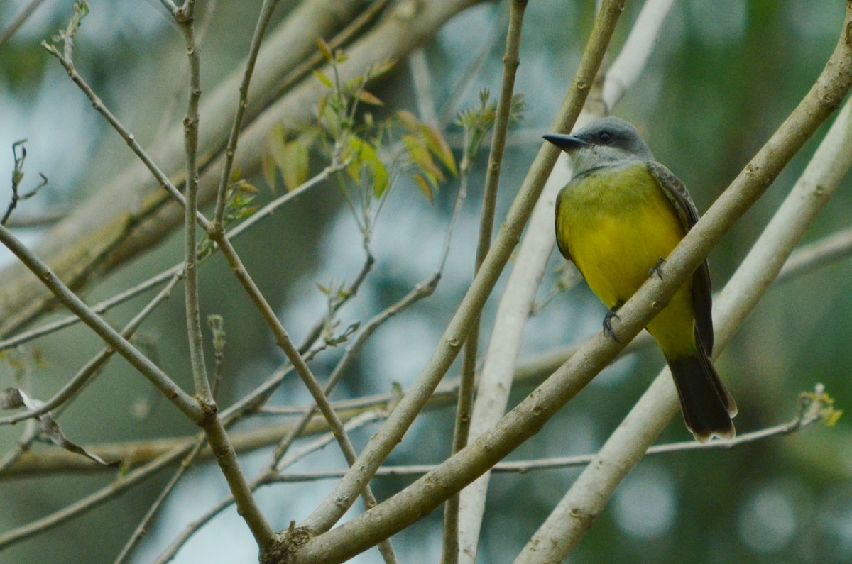 Tropical Kingbird - ML496224191