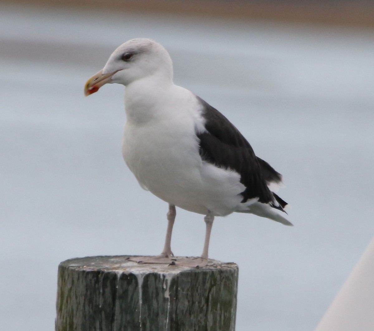 Great Black-backed Gull - ML496224871