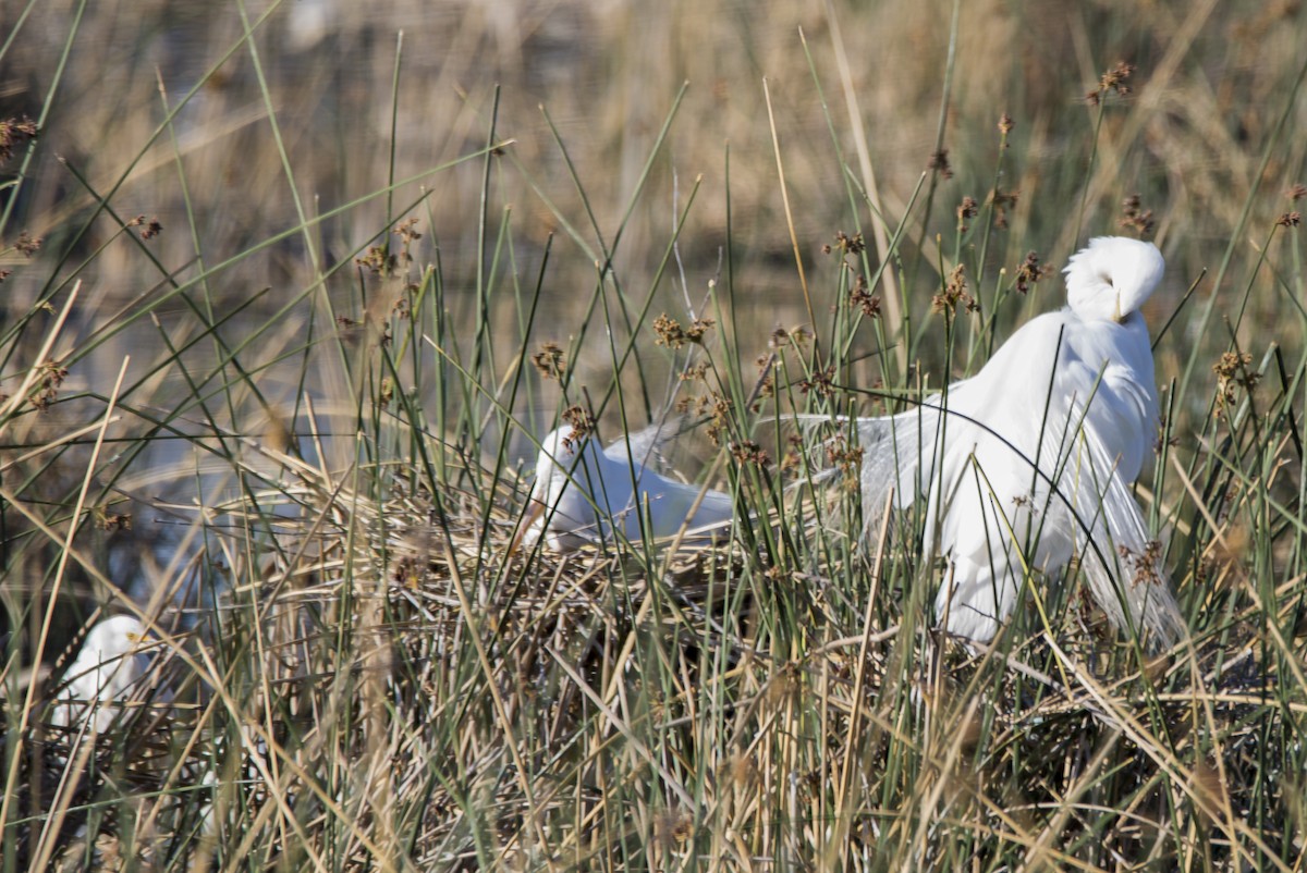 Great Egret - ML496225221