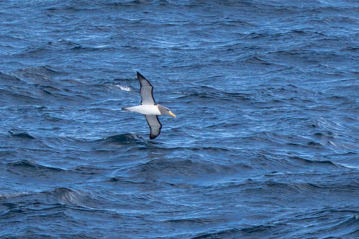 Chatham Albatross - George Swan