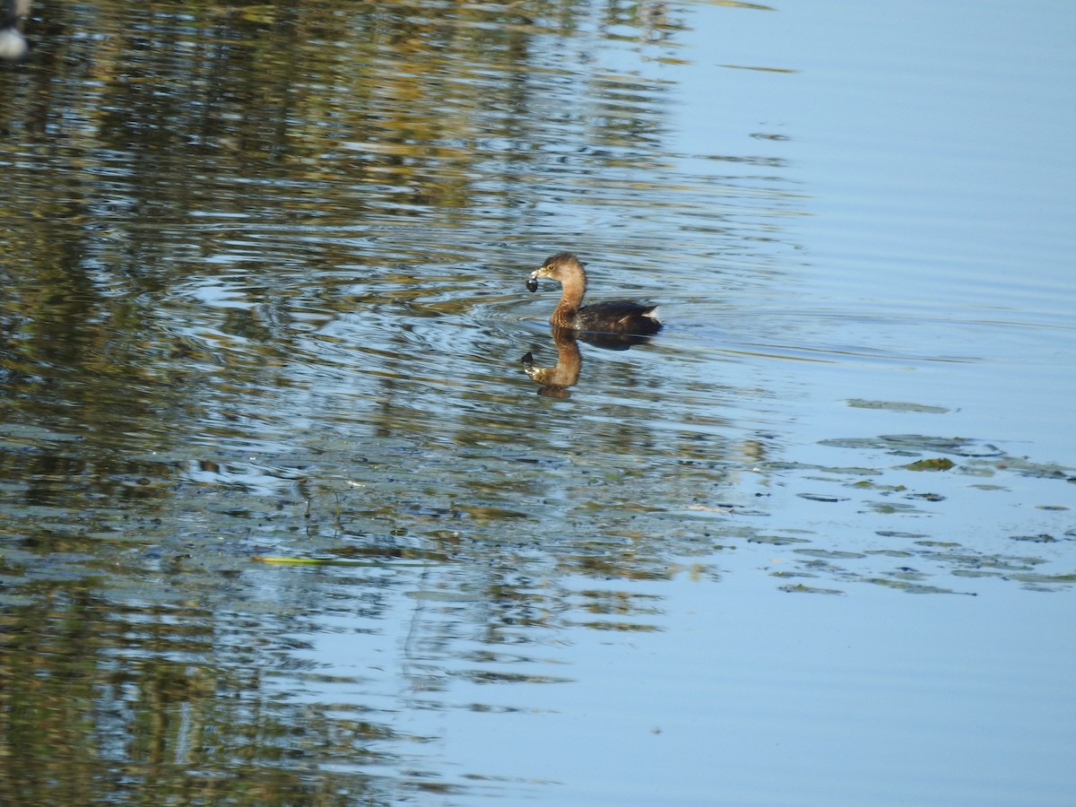 Pied-billed Grebe - ML496225771