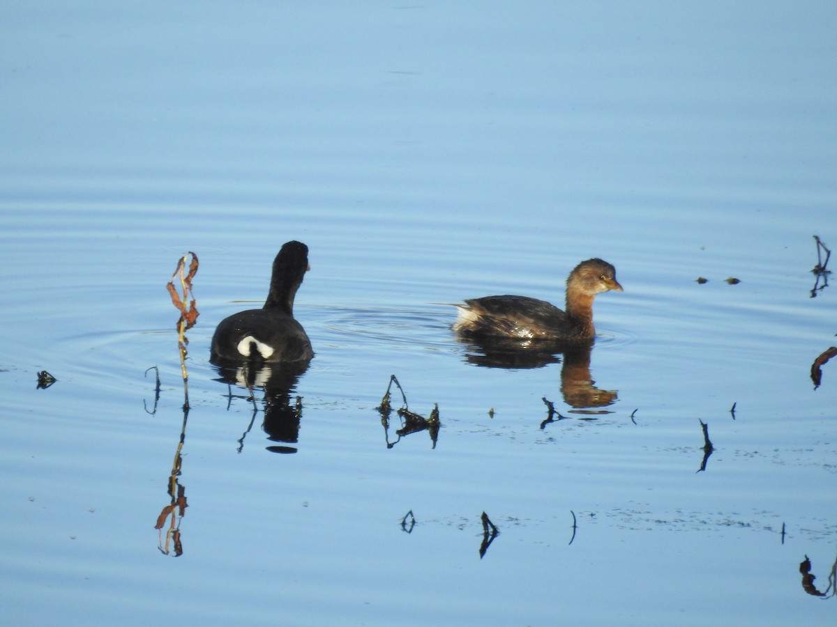 Pied-billed Grebe - ML496225791