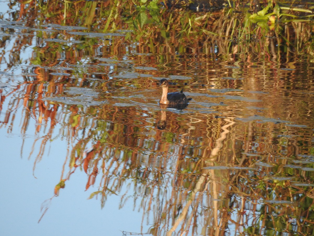 Pied-billed Grebe - ML496225811