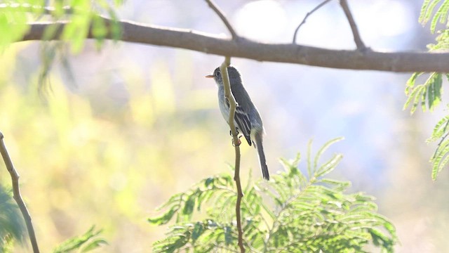 Gray Flycatcher - ML496226341