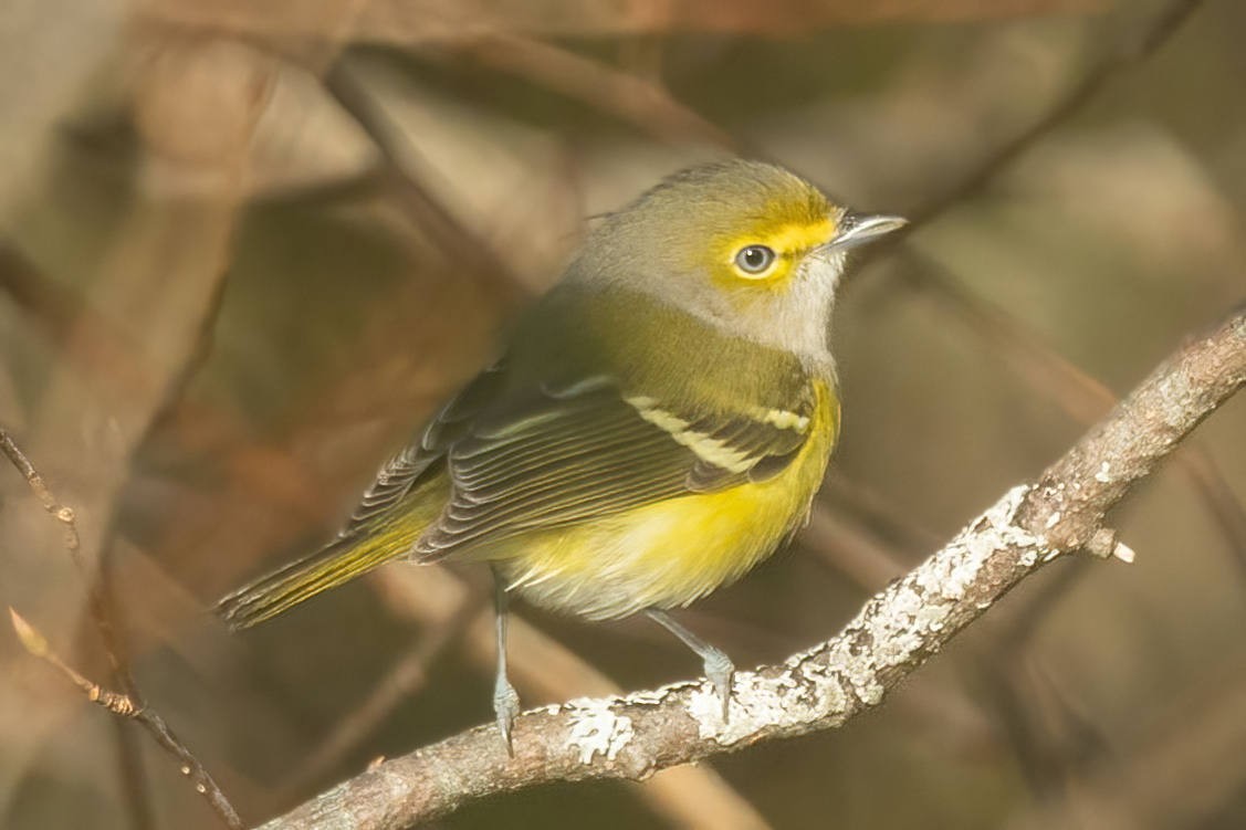 White-eyed Vireo - ML496227781