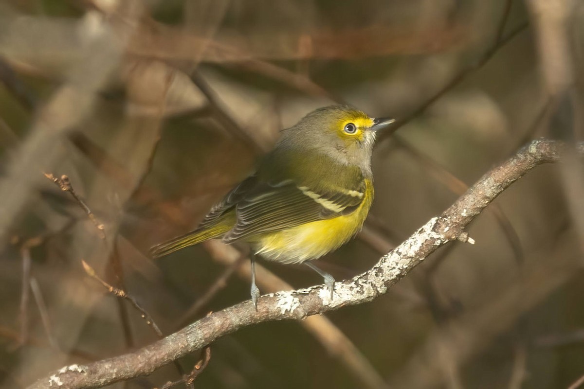 White-eyed Vireo - ML496227791