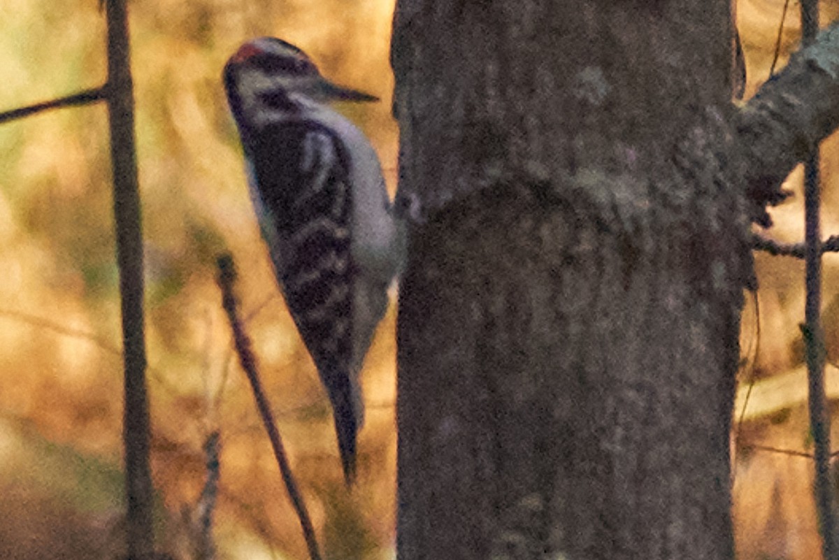 Hairy Woodpecker - ML496230631