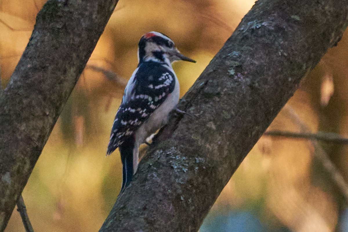 Hairy Woodpecker - ML496230641