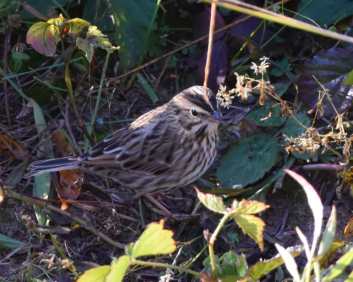 Savannah Sparrow - ML496231771