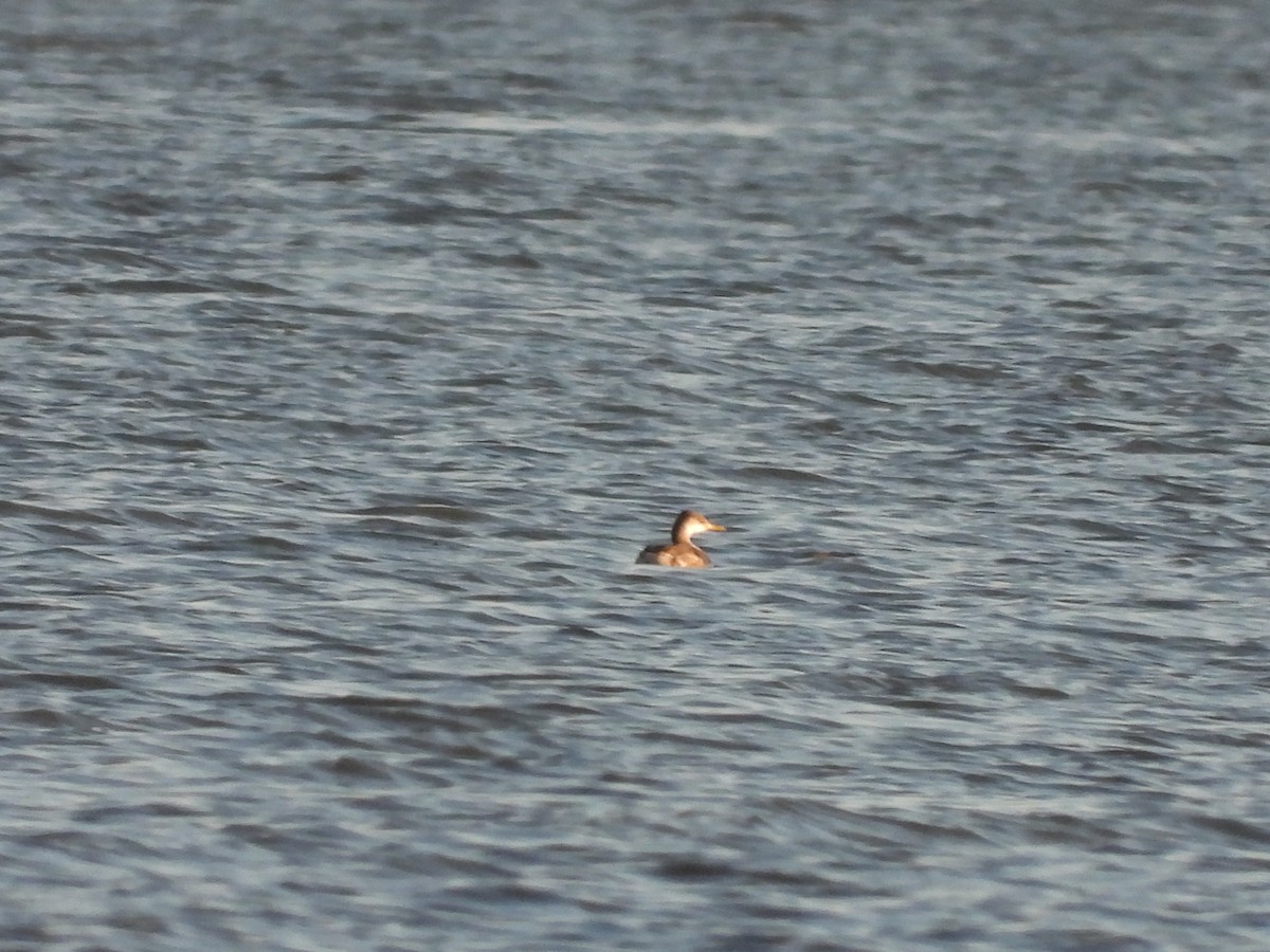 Red-necked Grebe - ML496231931