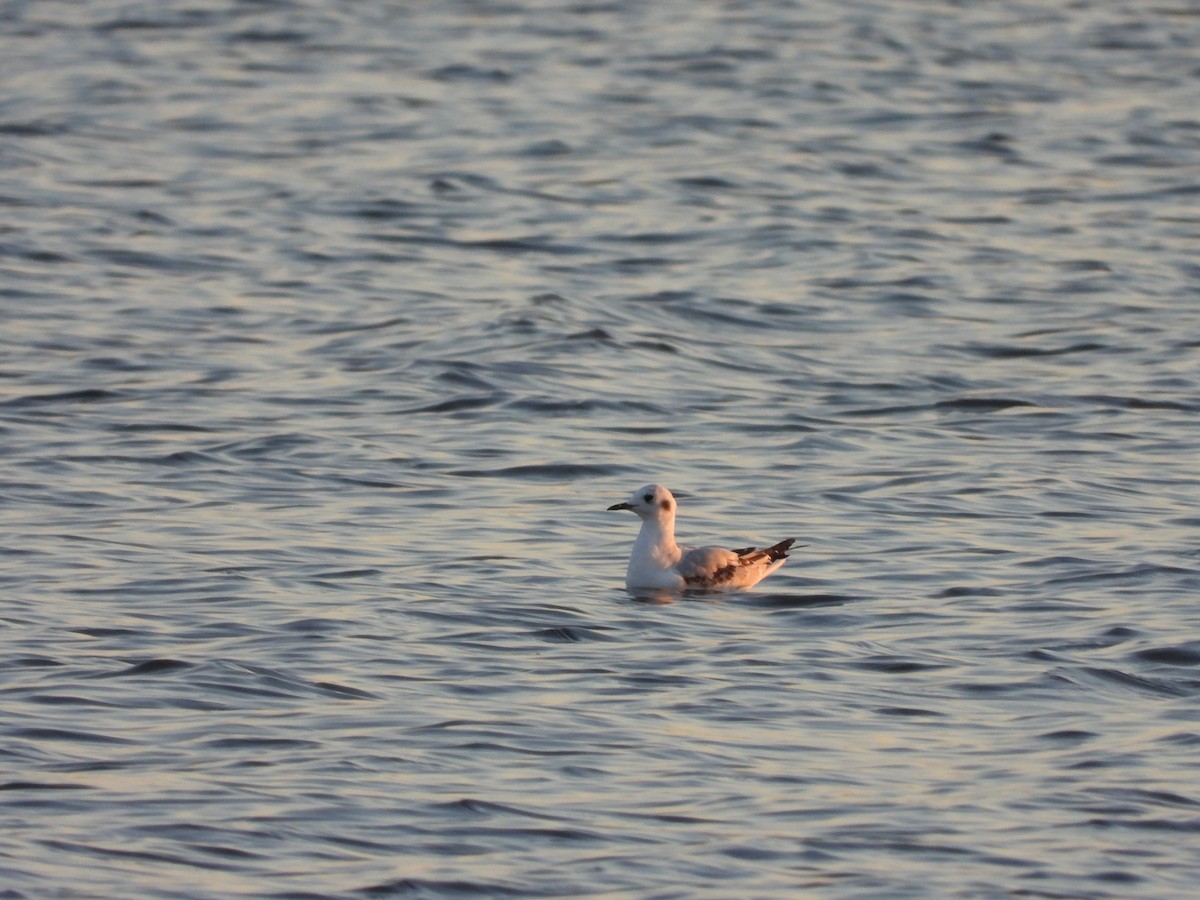 Mouette de Bonaparte - ML496232251