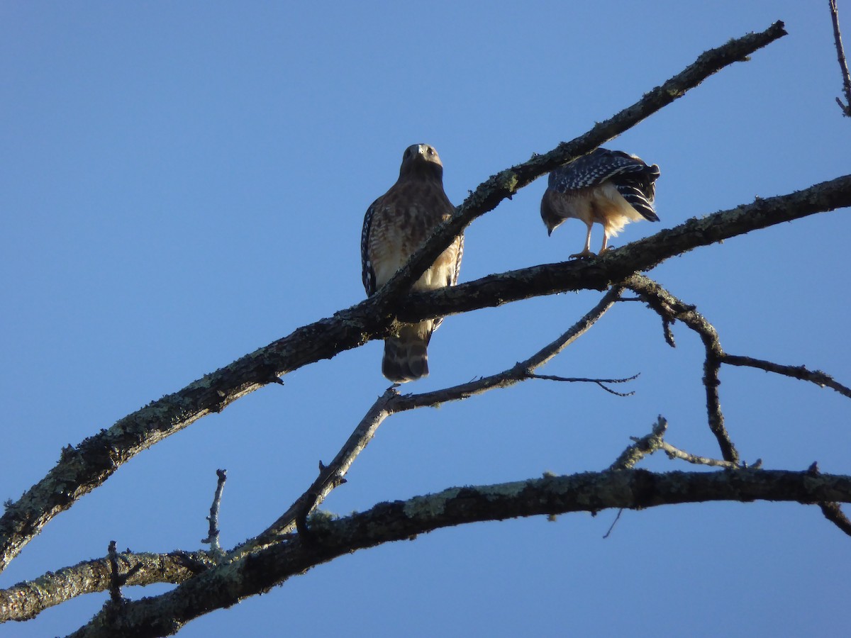 Red-shouldered Hawk - ML496234461