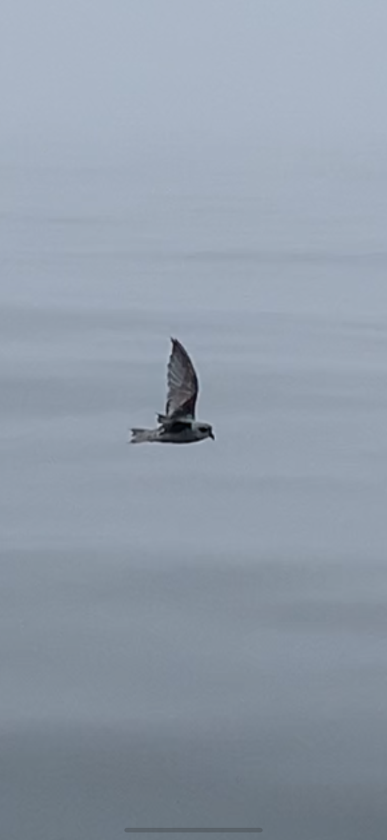 Fork-tailed Storm-Petrel - ML496234631