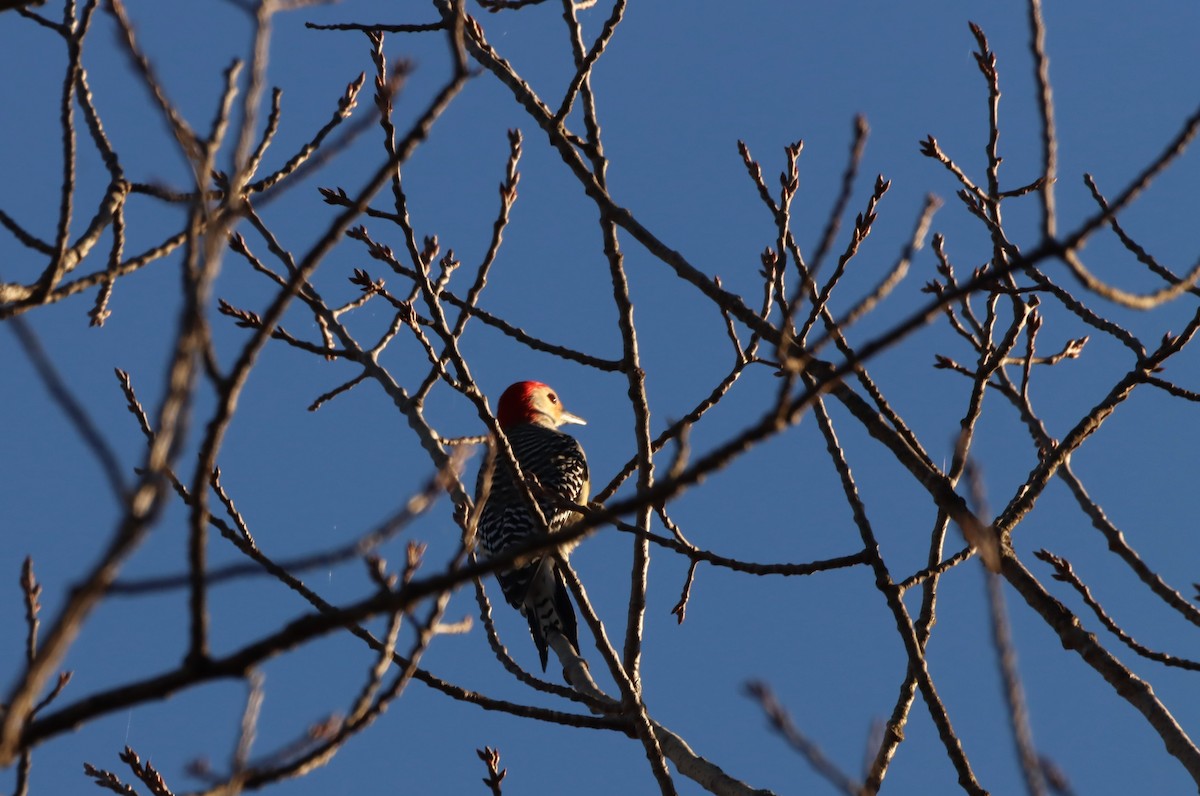 Red-bellied Woodpecker - ML496234821