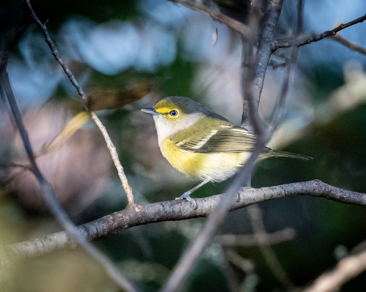 White-eyed Vireo - ML496236261