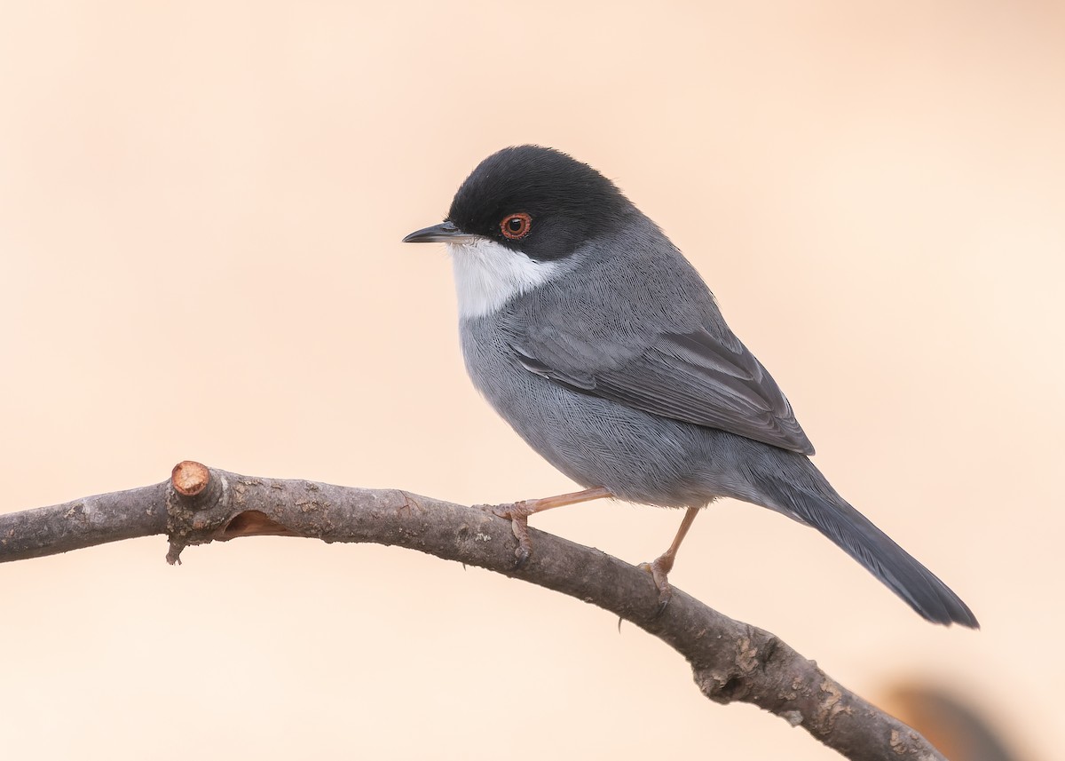 Sardinian Warbler - ML496236791