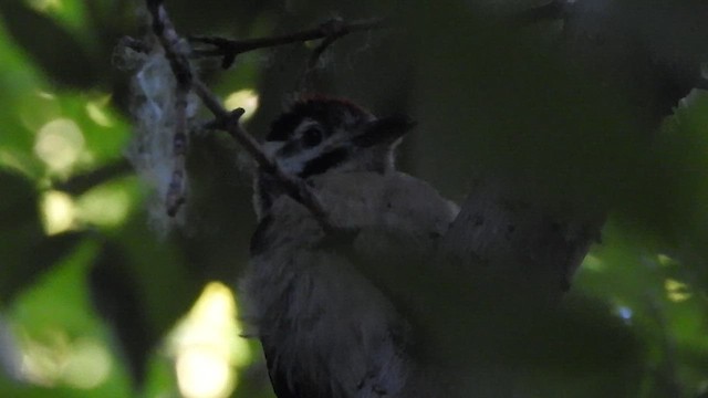 Great Spotted Woodpecker - ML496237371