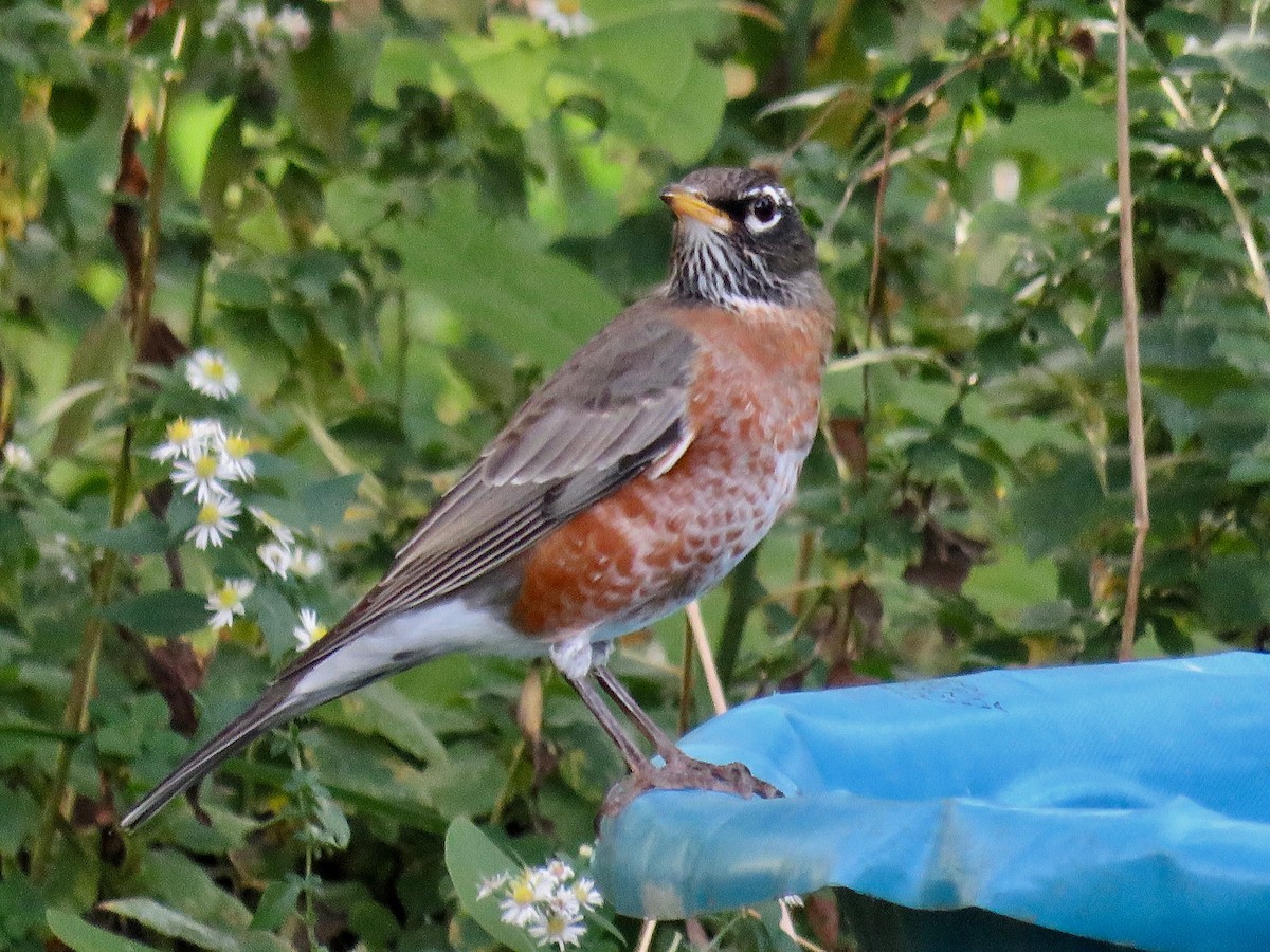 American Robin - ML496238141