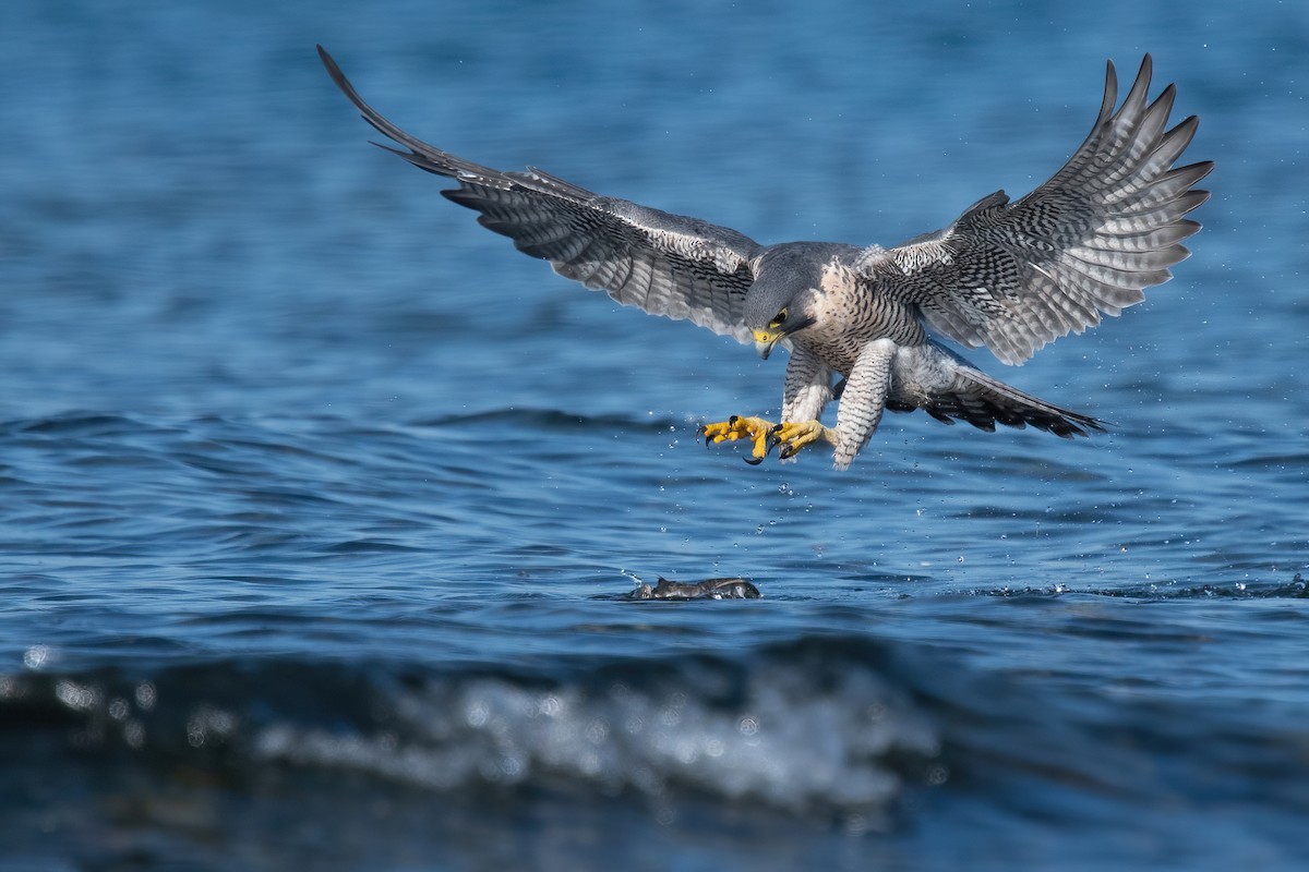 Peregrine Falcon - Amanda Guercio