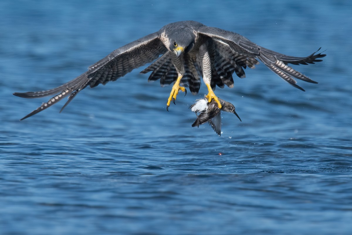 Peregrine Falcon - Amanda Guercio