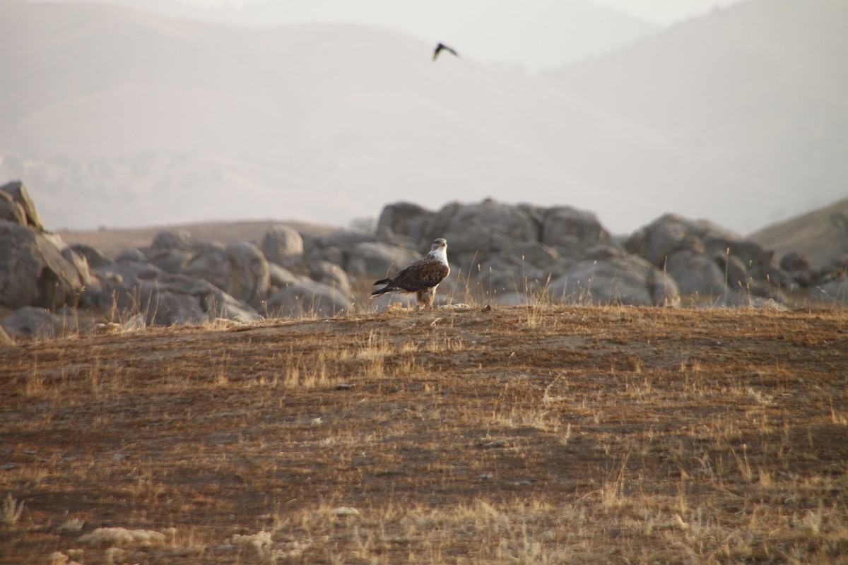 Ferruginous Hawk - ML496239841