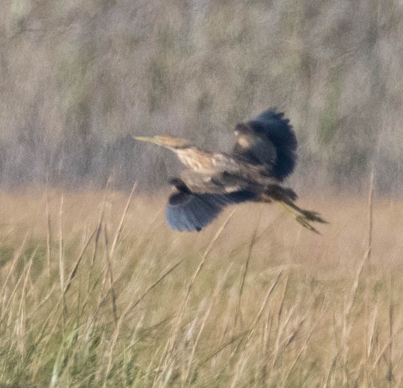 American Bittern - ML496240071
