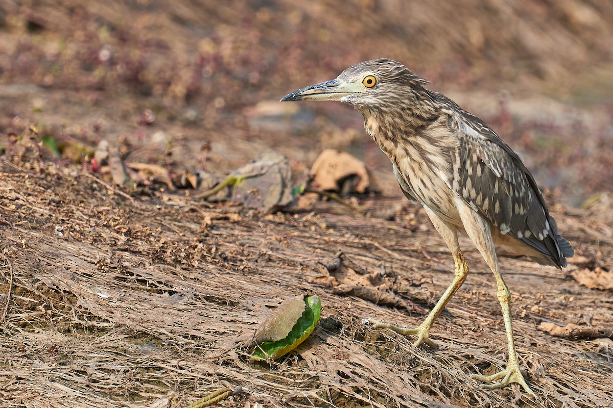 Black-crowned Night Heron - ML496241161