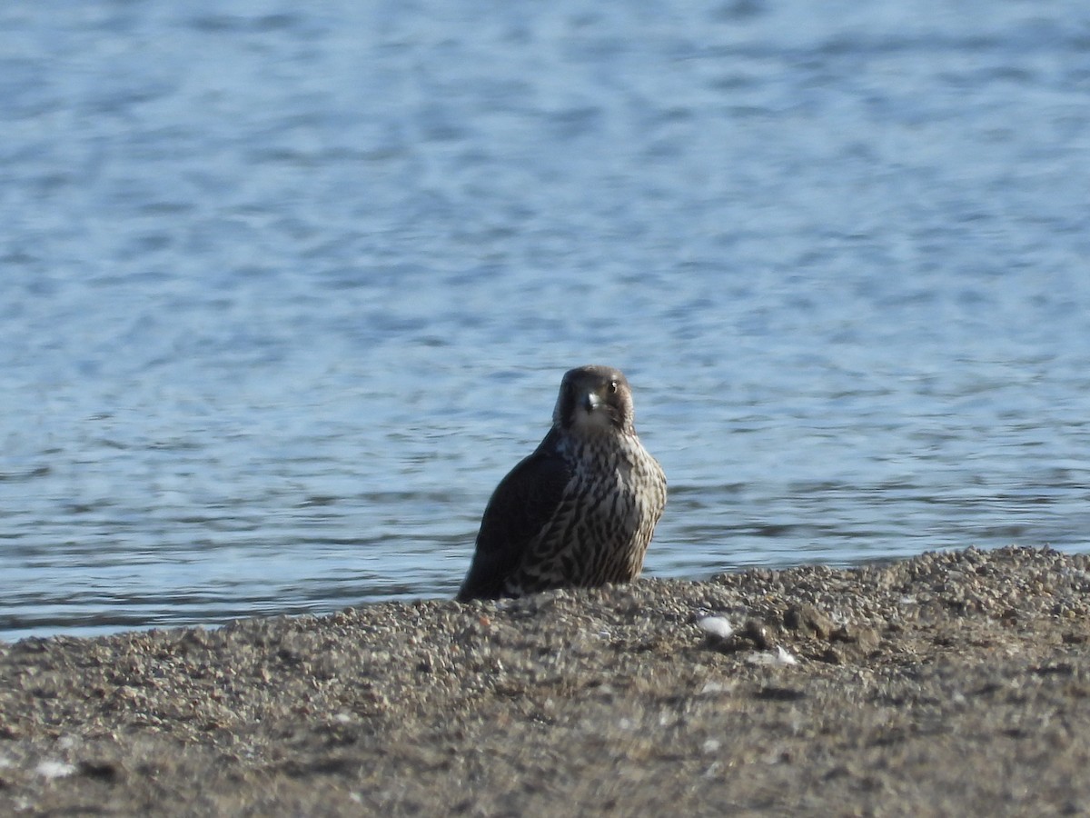 Peregrine Falcon - ML496241341