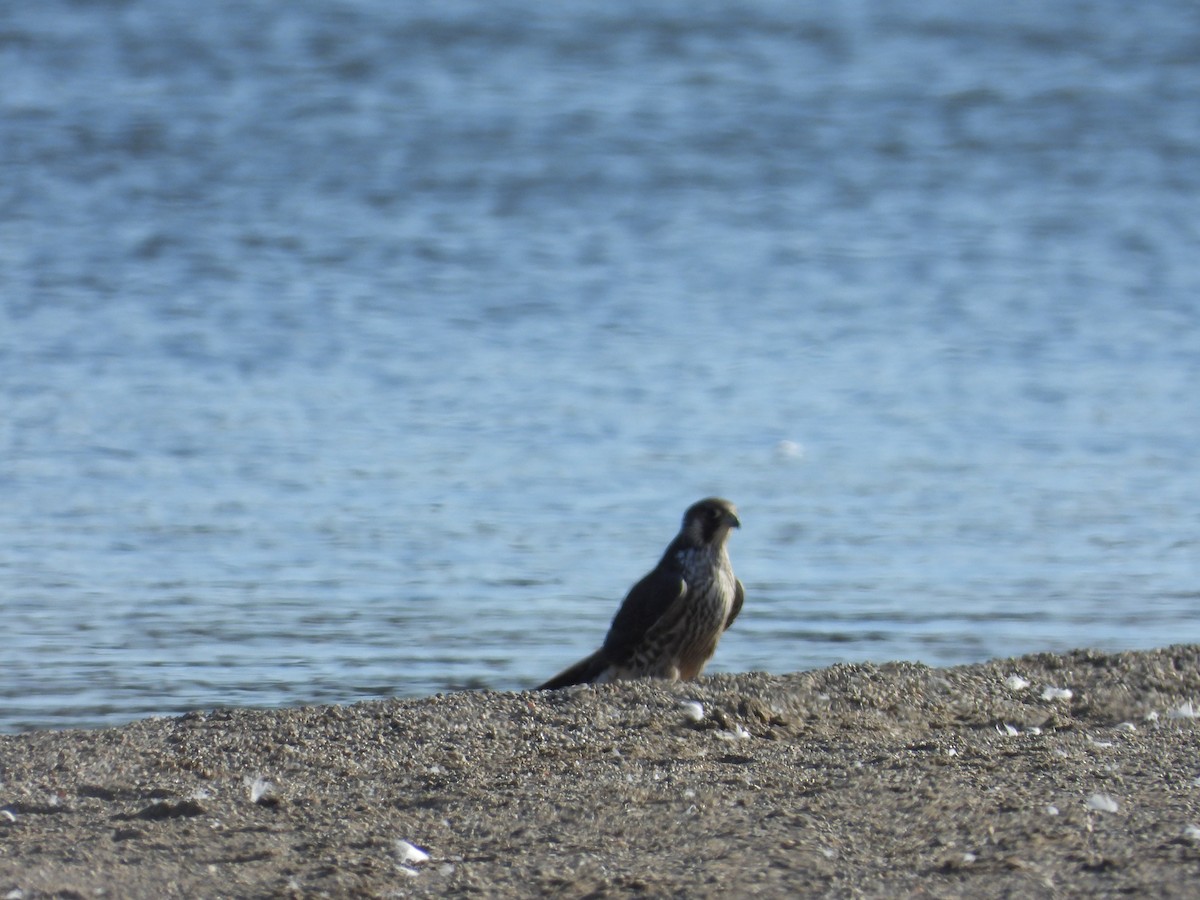 Peregrine Falcon - ML496241461