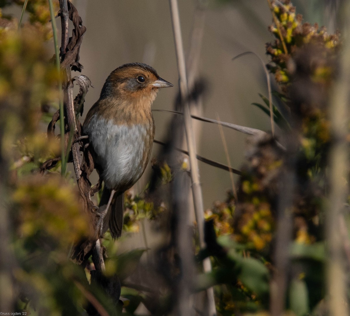 Nelson's Sparrow - ML496241731