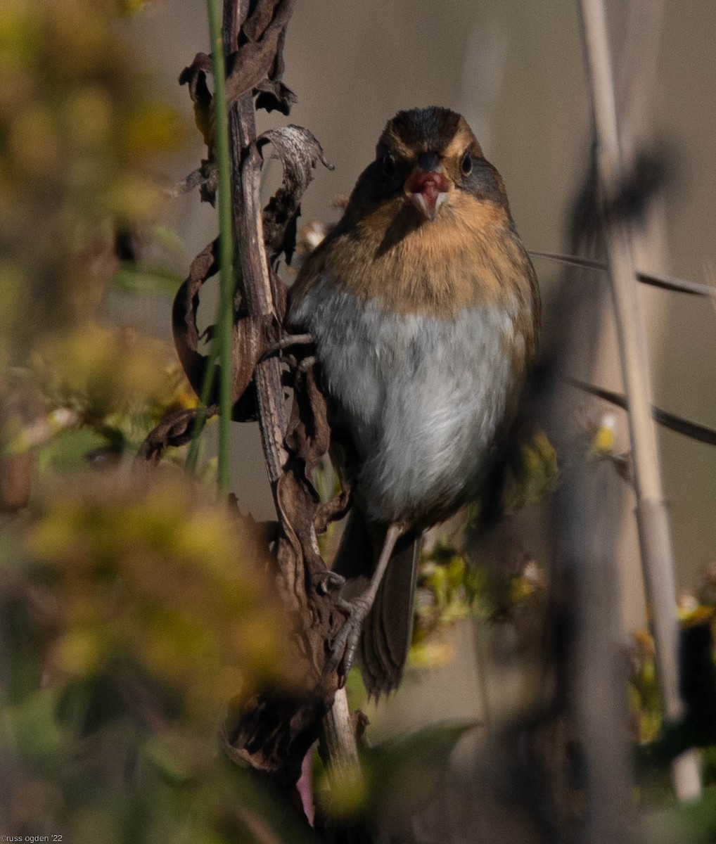 Nelson's Sparrow - russ ogden