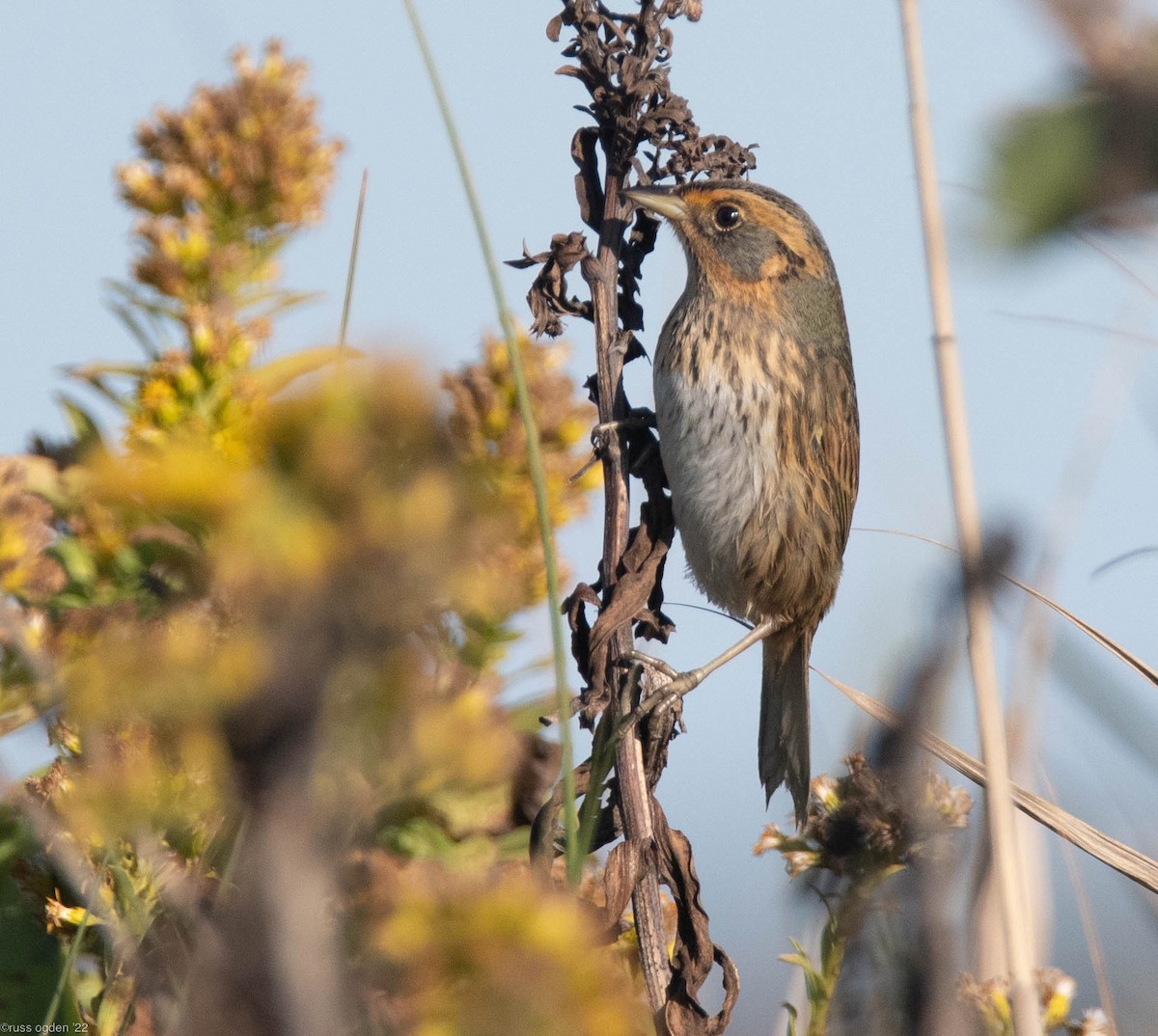 Nelson's Sparrow - ML496241981