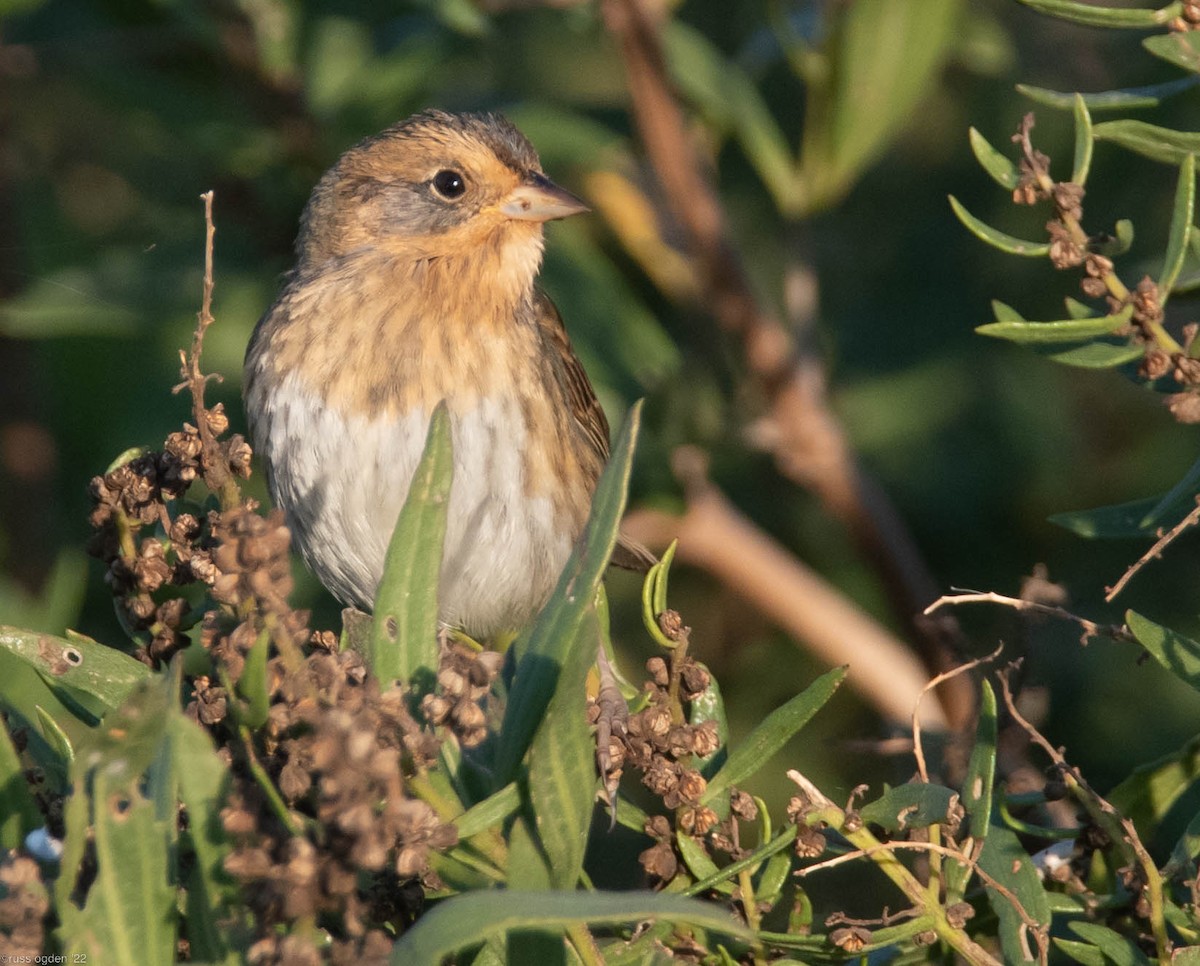 Nelson's Sparrow - ML496242021