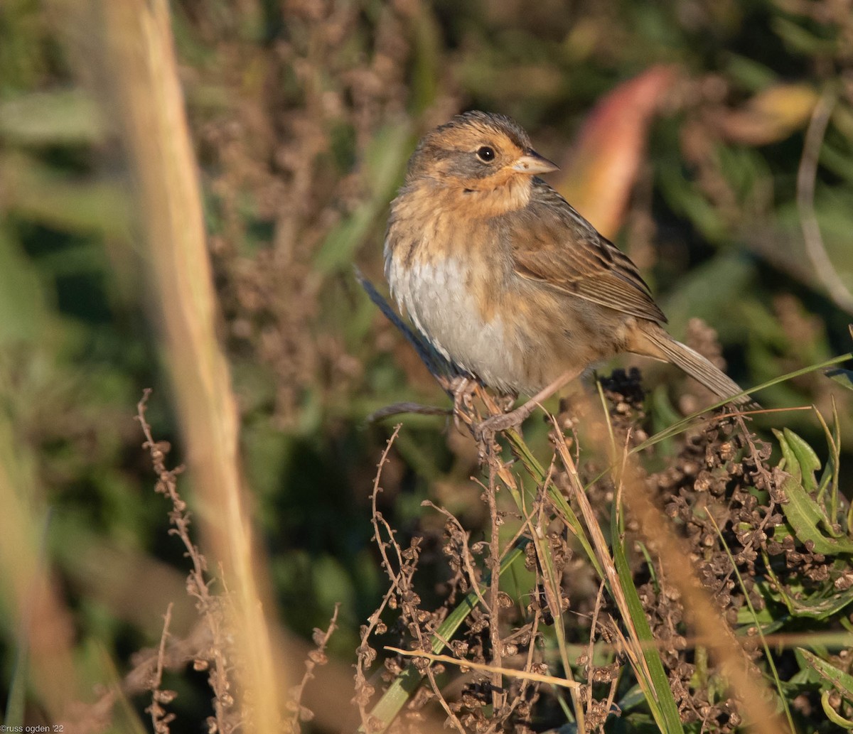 Nelson's Sparrow - russ ogden