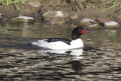 Common Merganser - robert bowker