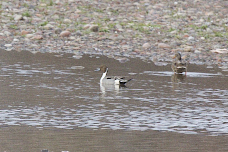 stjertand - ML49624251