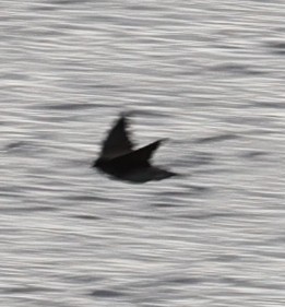 Pacific Swallow - ML496242961