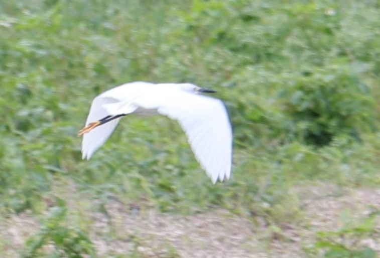 Little Egret - ML496243131