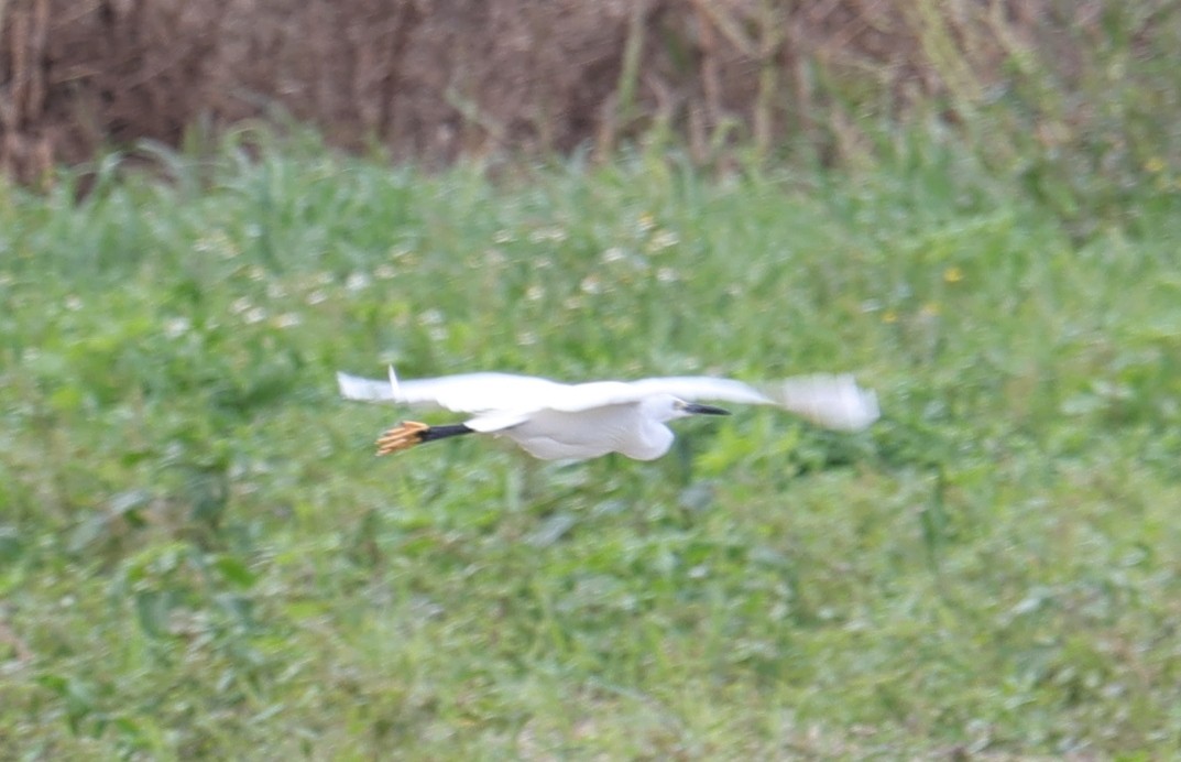 Little Egret - ML496243141