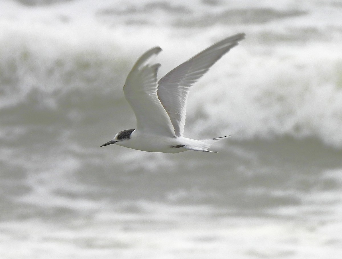 Common Tern - ML496243661