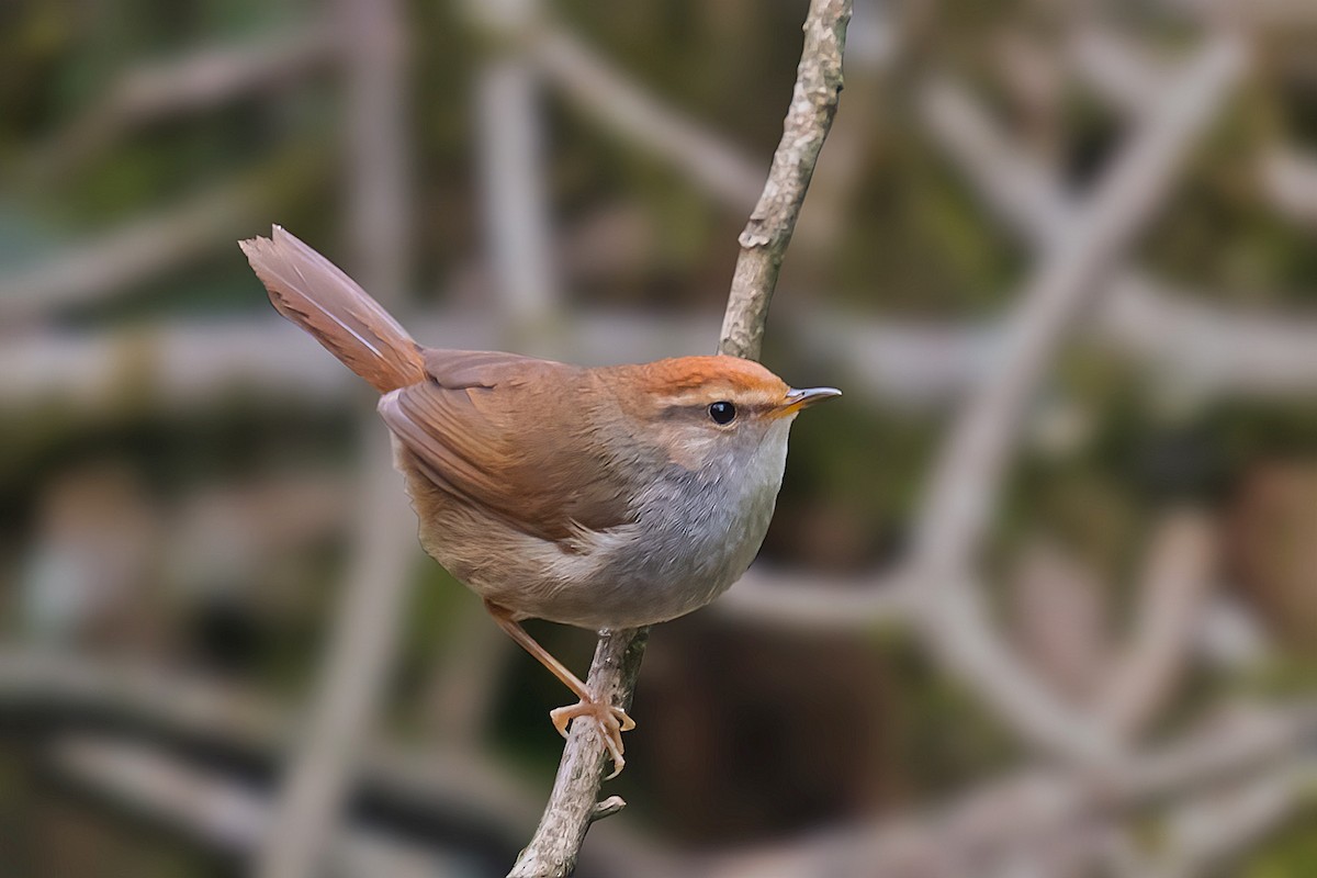 Gray-sided Bush Warbler - ML496244031