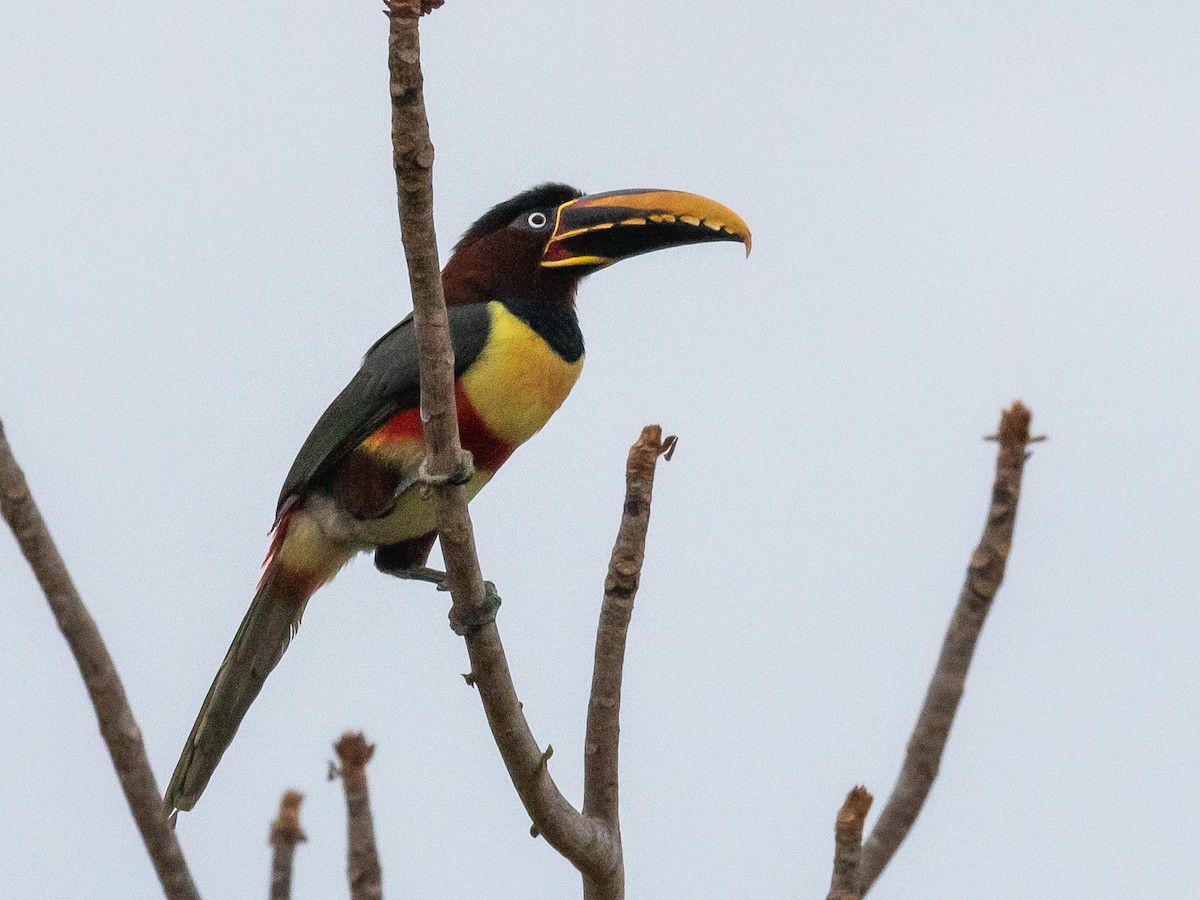 Chestnut-eared Aracari - ML496244081