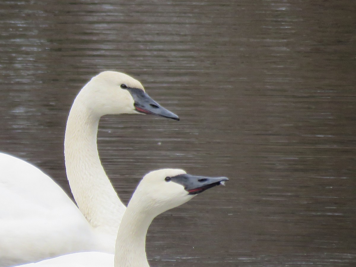 Trumpeter Swan - Debbie van Zyl