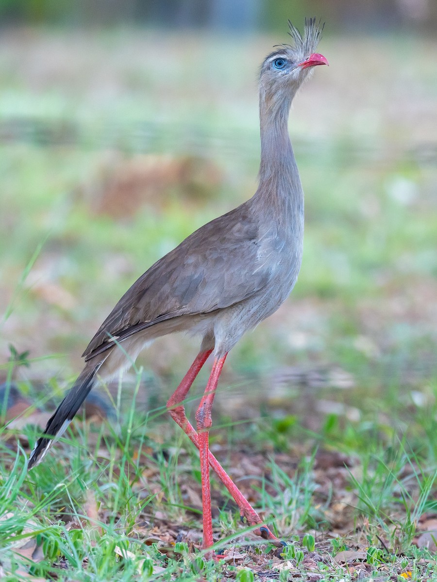 Red-legged Seriema - ML496244231