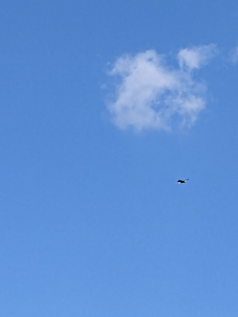 Bald Eagle - ML496244481