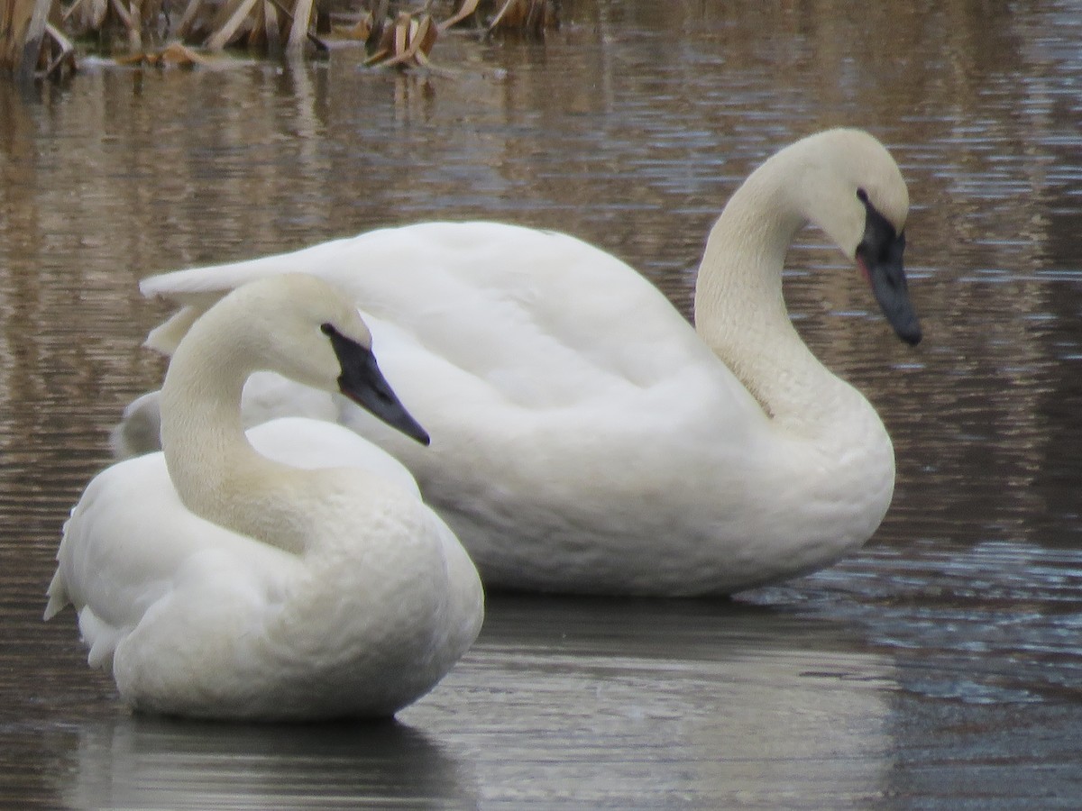 Trumpeter Swan - ML49624461